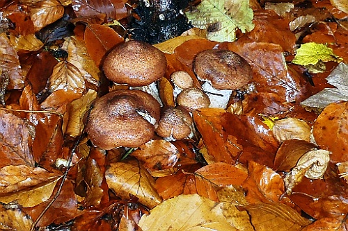 Vennenbos (9)